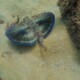 picture of Dactylopterus volitans