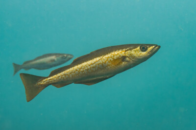 Pollachius pollachius Gadidae