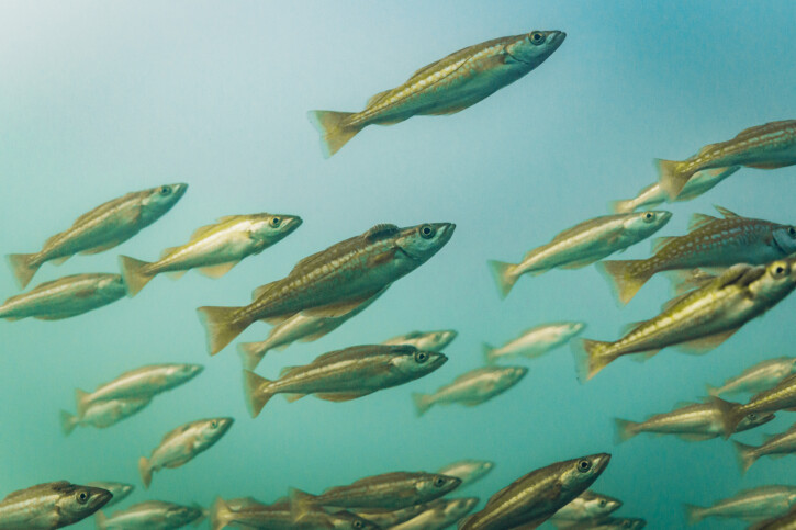 Pollachius pollachius