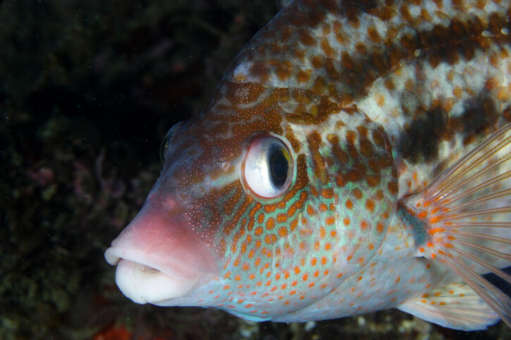 Symphodus bailloni