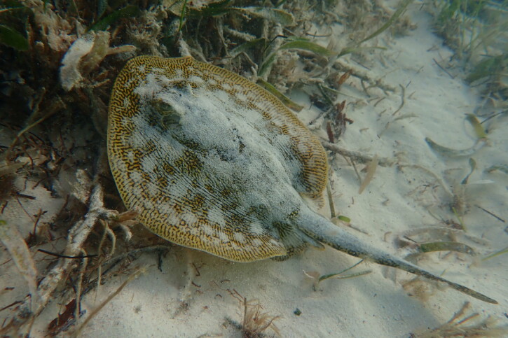 Qui sont les poissons venimeux de Guadeloupe et de Martinique ?