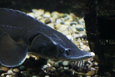 Acipenser baerii Acipenseridae