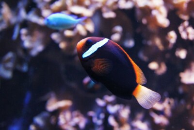 Amphiprion melanopus Pomacentridae