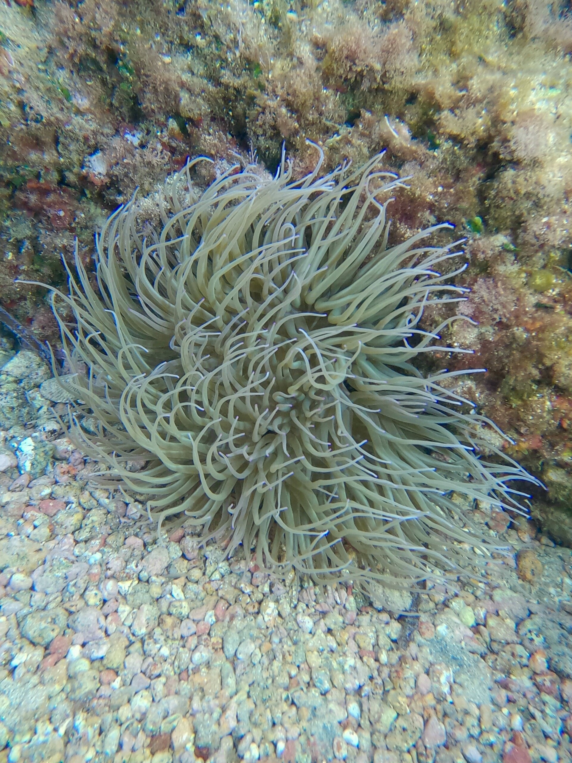 Anemonia viridis