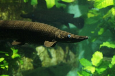 Atractosteus spatula Lepisosteidae