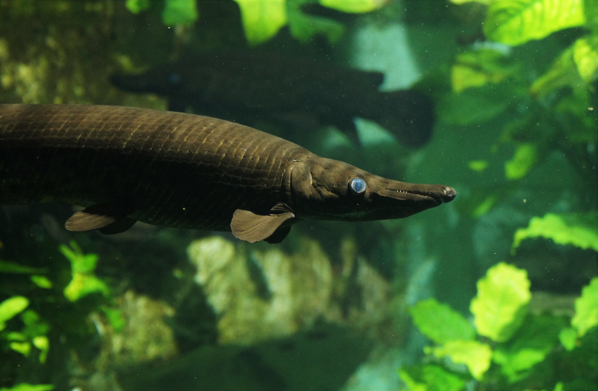 Atractosteus spatula