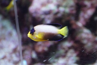 Centropyge multicolor Pomacanthidae