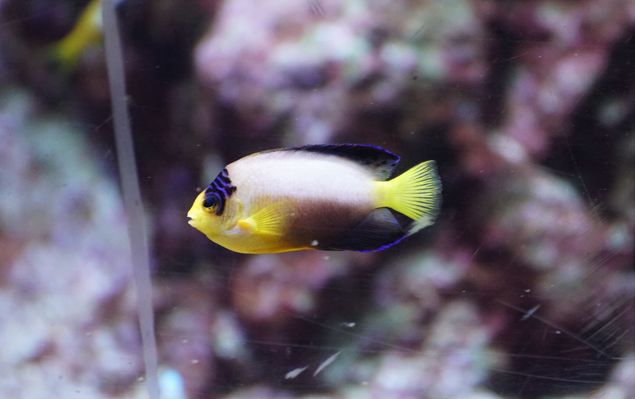 Centropyge multicolor
