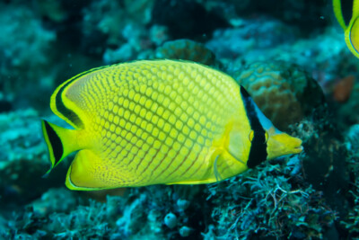 Chaetodon rafflesii Chaetodontidae