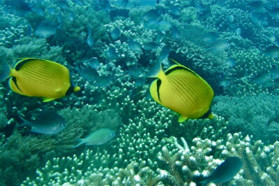 Chaetodon semeion Chaetodontidae