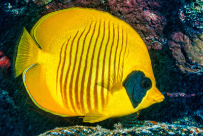 Chaetodon semilarvatus Chaetodontidae
