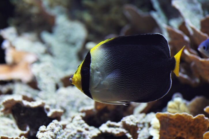 Chaetodontoplus mesoleucus