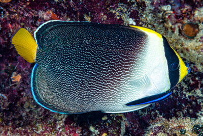 poisson-ange vermiculé Pomacanthidae