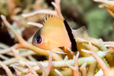 Pycnochromis retrofasciatus Pomacentridae