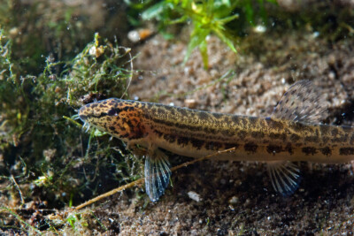 Cobitis taenia Cobitidae