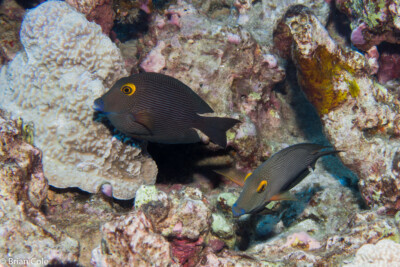 Ctenochaetus strigosus Acanthuridae