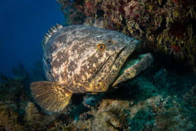 Epinephelus itajara Serranidae