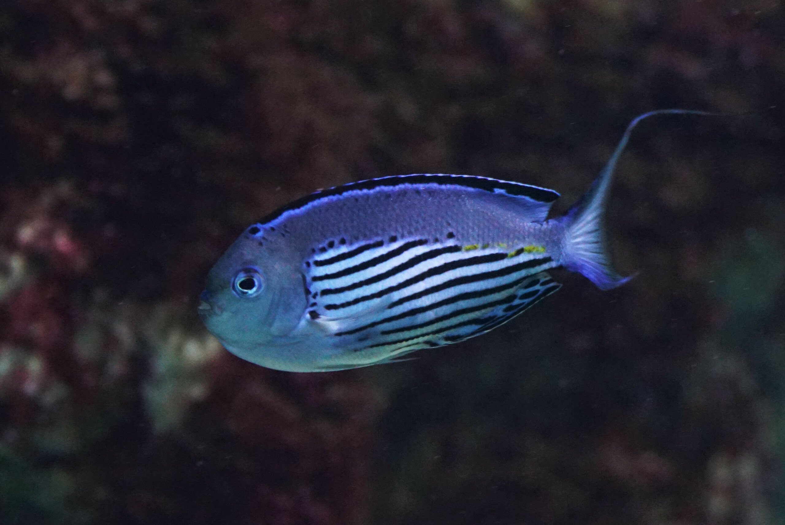 Genicanthus watanabei