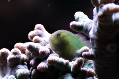 Gobiodon histrio Gobiidae