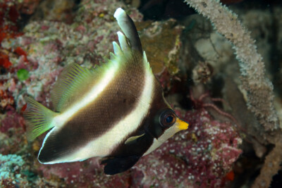 Poisson-cocher du Pacifique Chaetodontidae