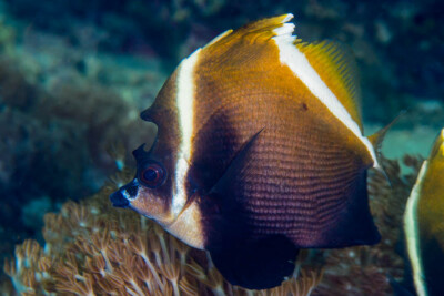 Heniochus varius Chaetodontidae