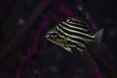 Microcanthus strigatus Kyphosidae