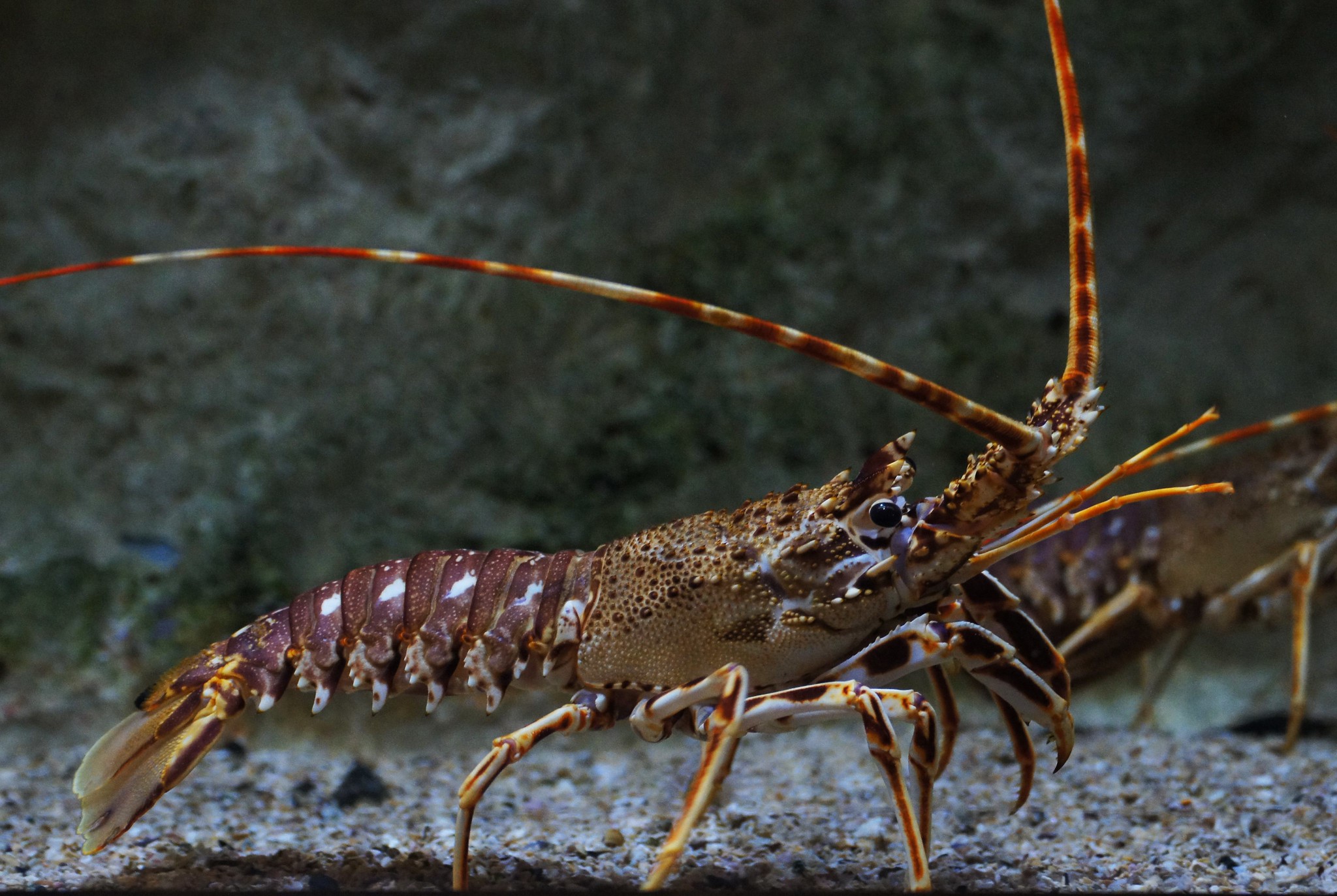 Palinurus elephas