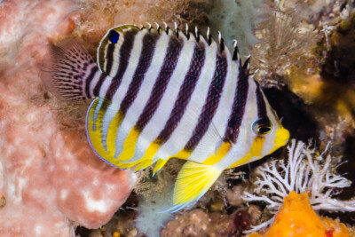 Paracentropyge multifasciata Pomacanthidae