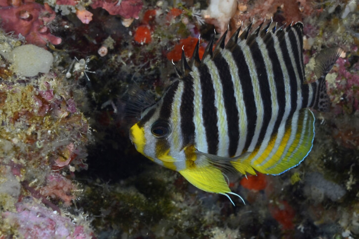 Paracentropyge multifasciata - Poisson-ange à rayures