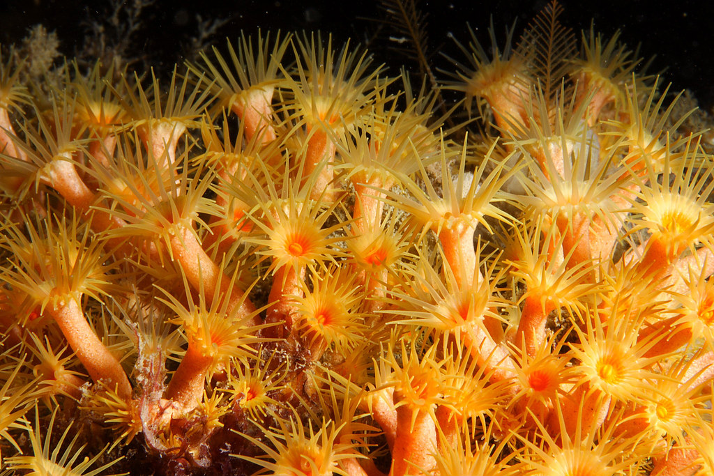 Parazoanthus axinellae