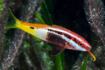 rouget bicolore Mullidae