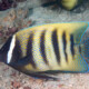 picture of Pomacanthus sexstriatus