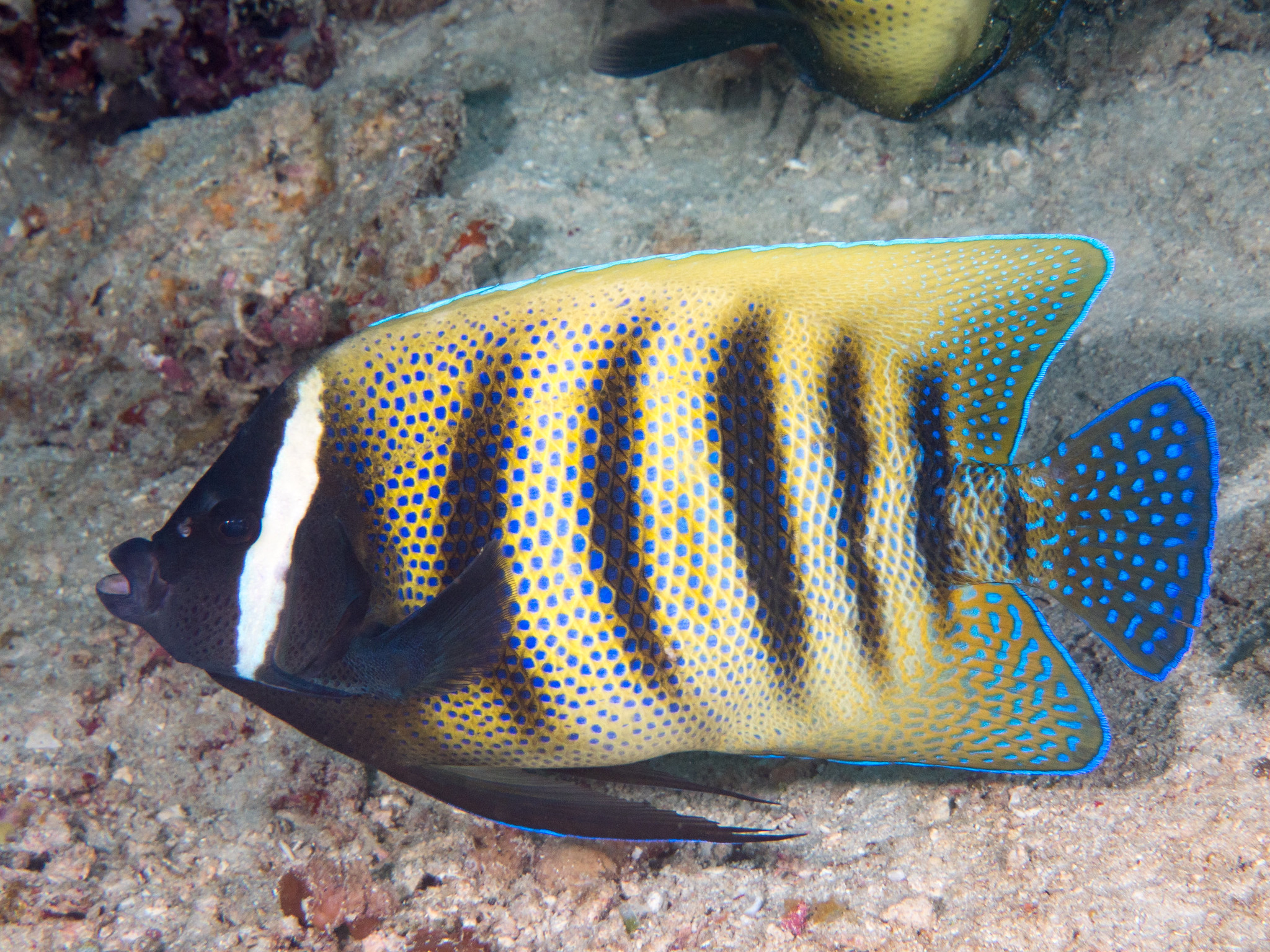 Pomacanthus sexstriatus