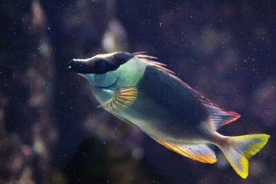 Siganus magnificus Siganidae