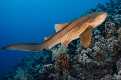 Requin-léopard Stegostomatidae