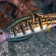 picture of Amblygobius phalaena