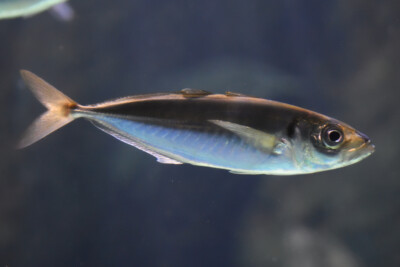 Trachurus trachurus Carangidae