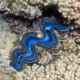 picture of Tridacna maxima