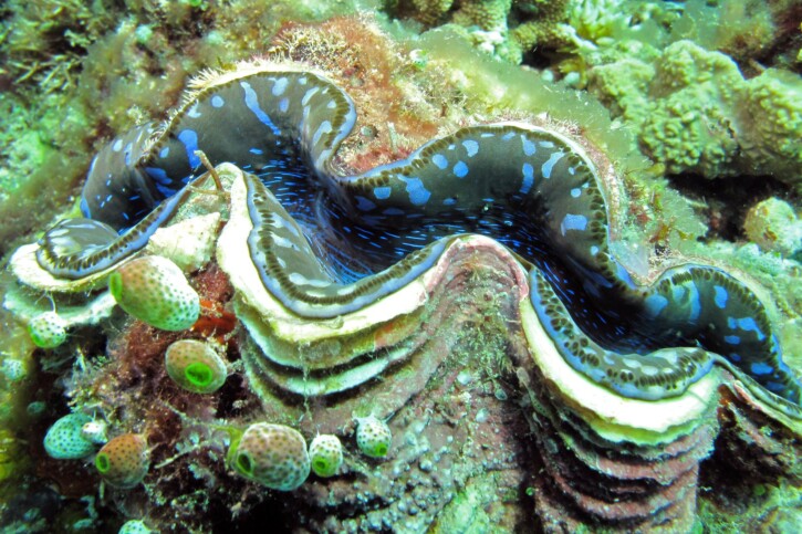 Tridacna maxima
