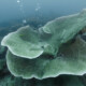 picture of Turbinaria reniformis