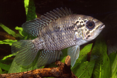 Acaronia nassa Cichlidae