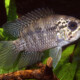 picture of Acaronia nassa