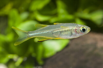 Marosatherina ladigesi Telmatherinidae