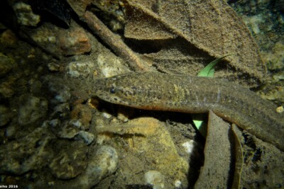 Synbranchus marmoratus Synbranchidae