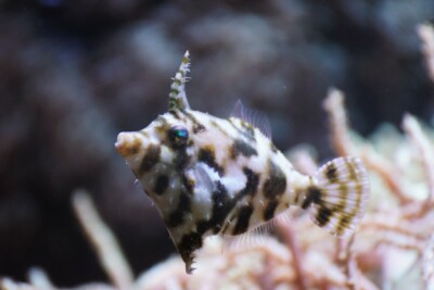 Acreichthys tomentosus Monacanthidae