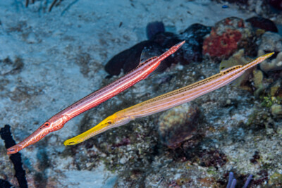 Aulostomus maculatus Aulostomidae