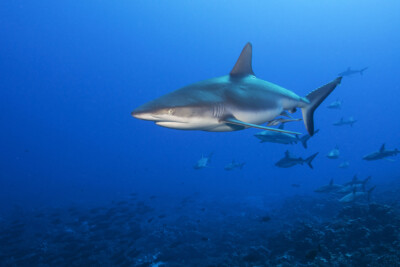 Carcharhinus amblyrhynchos Carcharhinidae