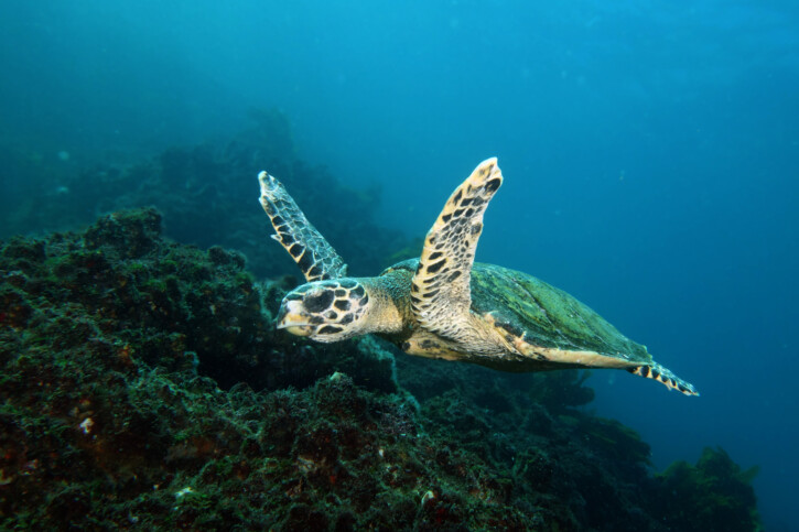 Eretmochelys imbricata