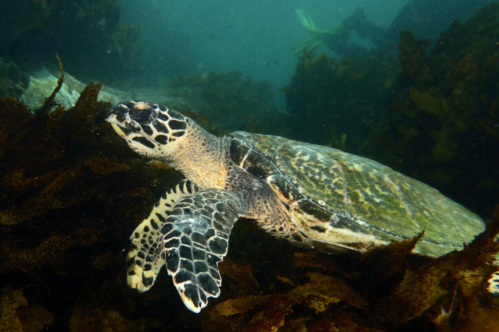 Eretmochelys imbricata