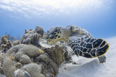 Eretmochelys imbricata Cheloniidae